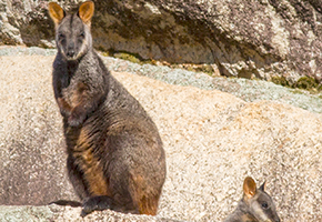 Southern Brush-tailed Rock Wallaby